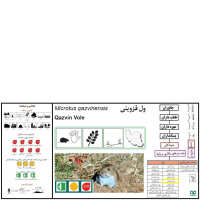 گونه ول قزوینی Qazvin Vole